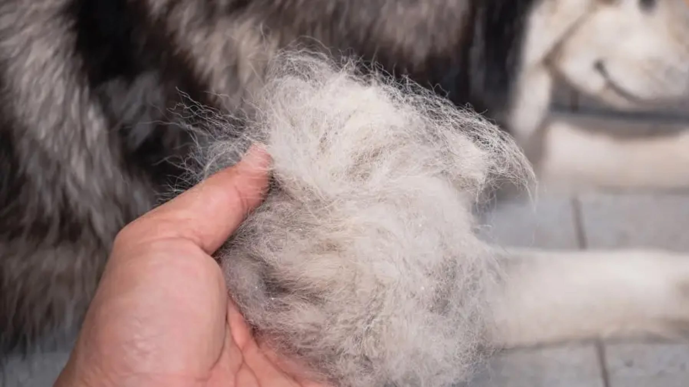 Dog Hair Loss Causes, Remedies, and Where To Go For A Fix Pet